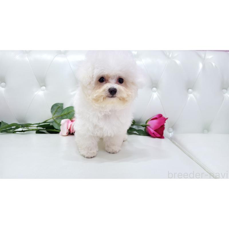 販売中の埼玉県のビションフリーゼ-411725の12枚目