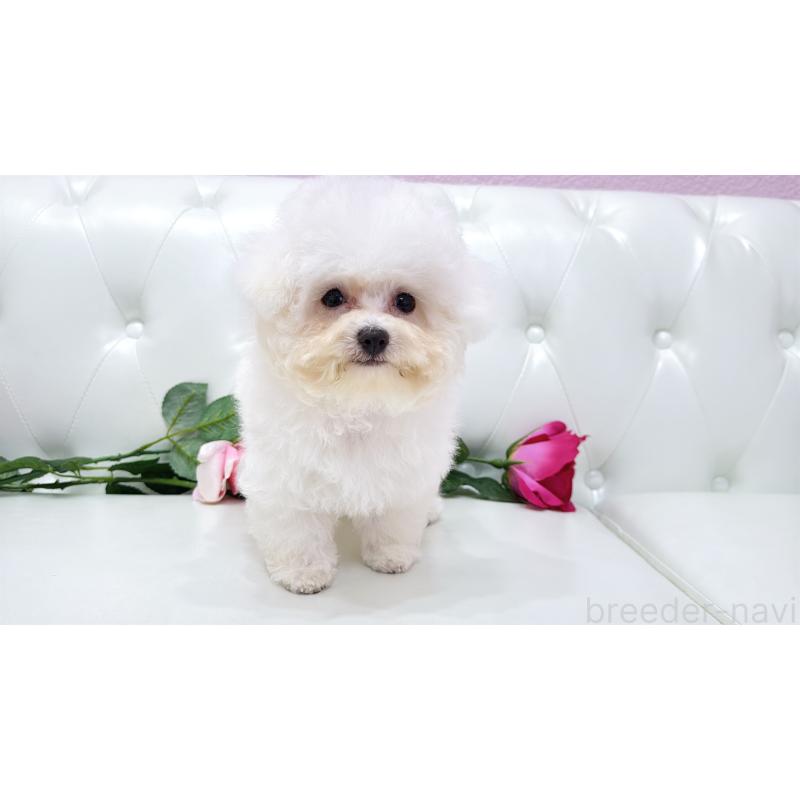 販売中の埼玉県のビションフリーゼ-411725の10枚目