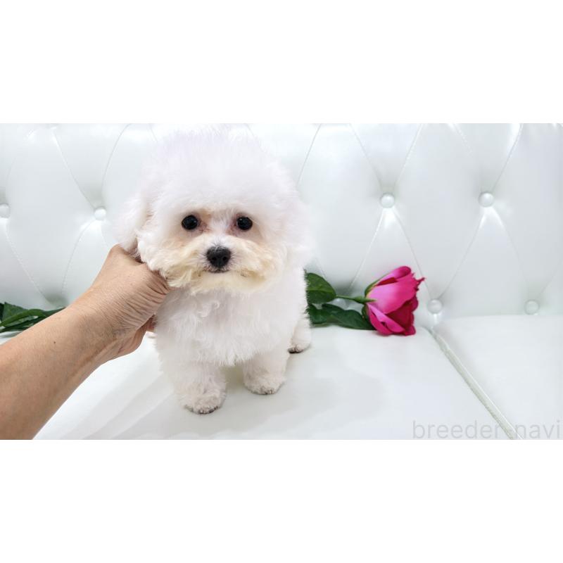 販売中の埼玉県のビションフリーゼ-411725の9枚目