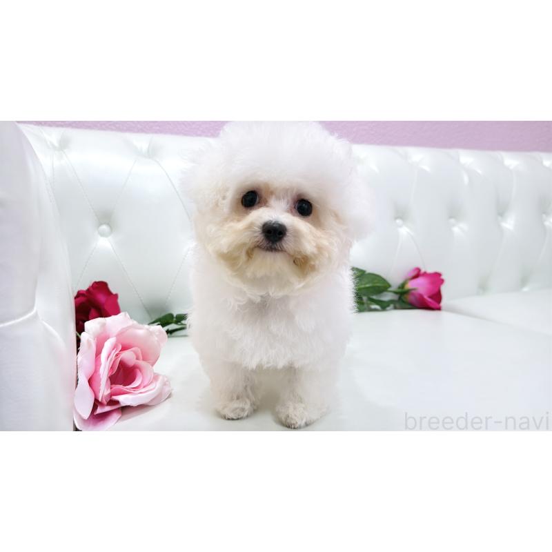 販売中の埼玉県のビションフリーゼ-411725の8枚目