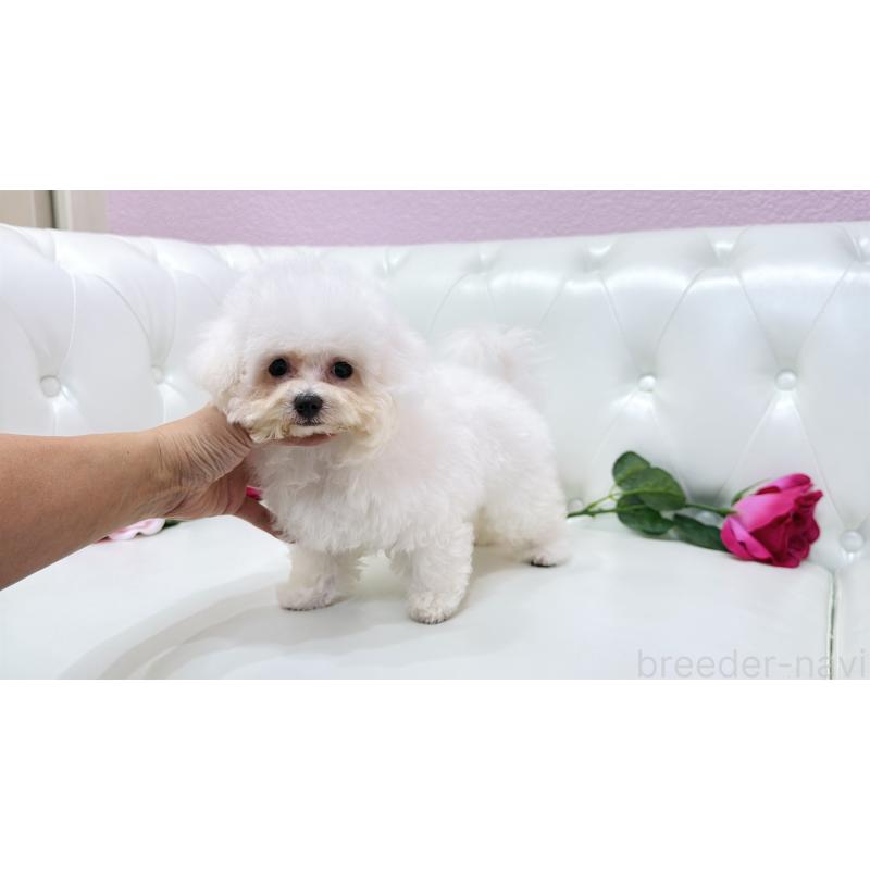 販売中の埼玉県のビションフリーゼ-411725の5枚目