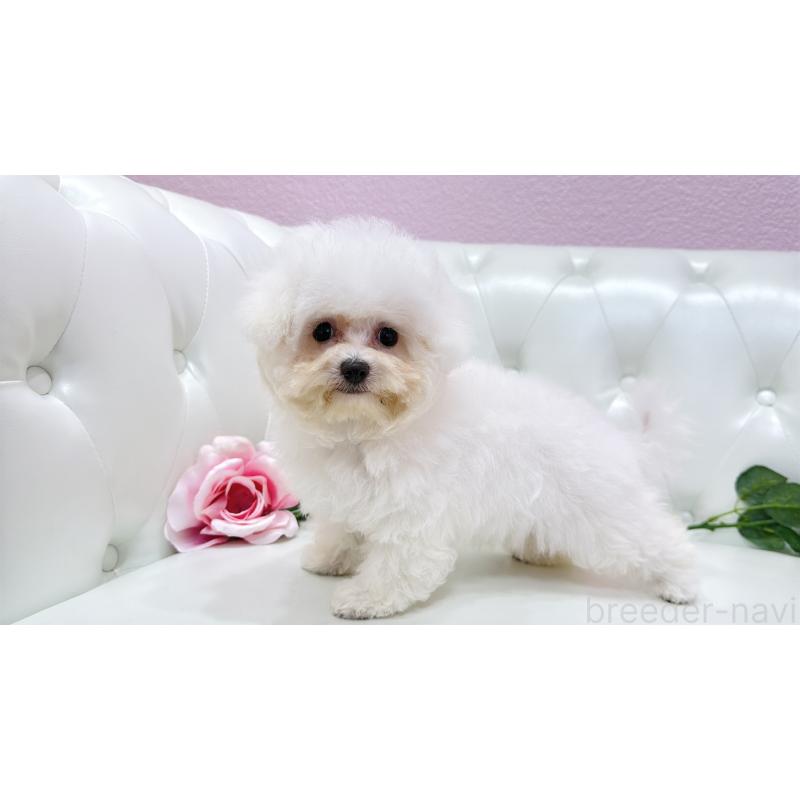 販売中の埼玉県のビションフリーゼ-411725の4枚目