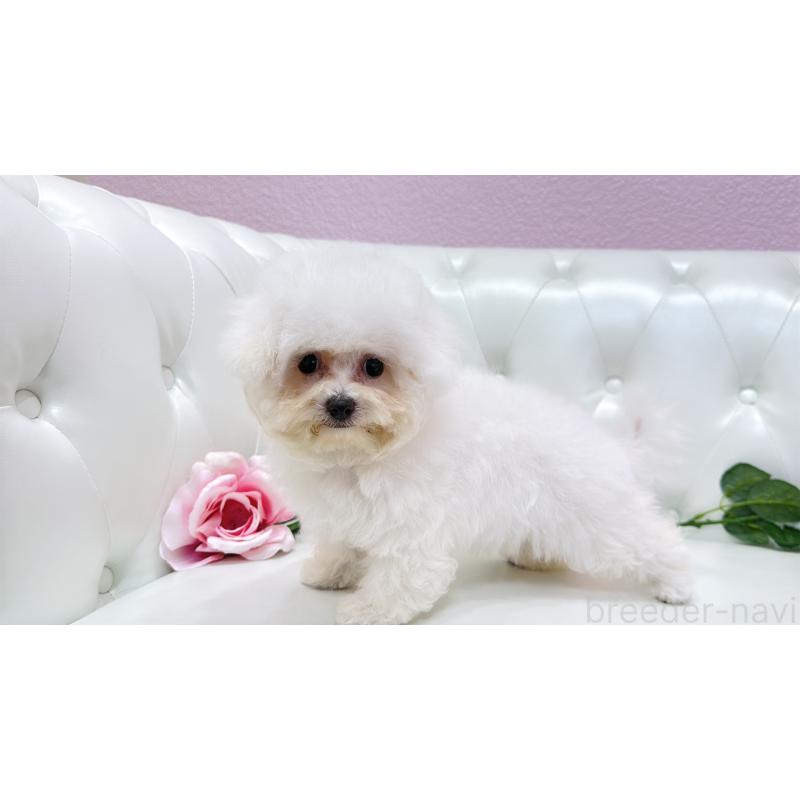 販売中の埼玉県のビションフリーゼ-411725の3枚目