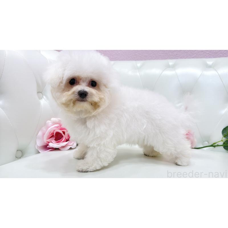 販売中の埼玉県のビションフリーゼ-411725の2枚目