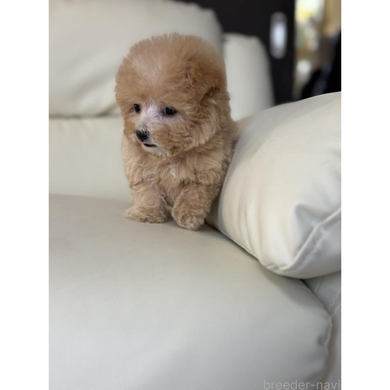 販売中の滋賀県のビションプー:ビションフリーゼ×トイプードル-421494の2枚目