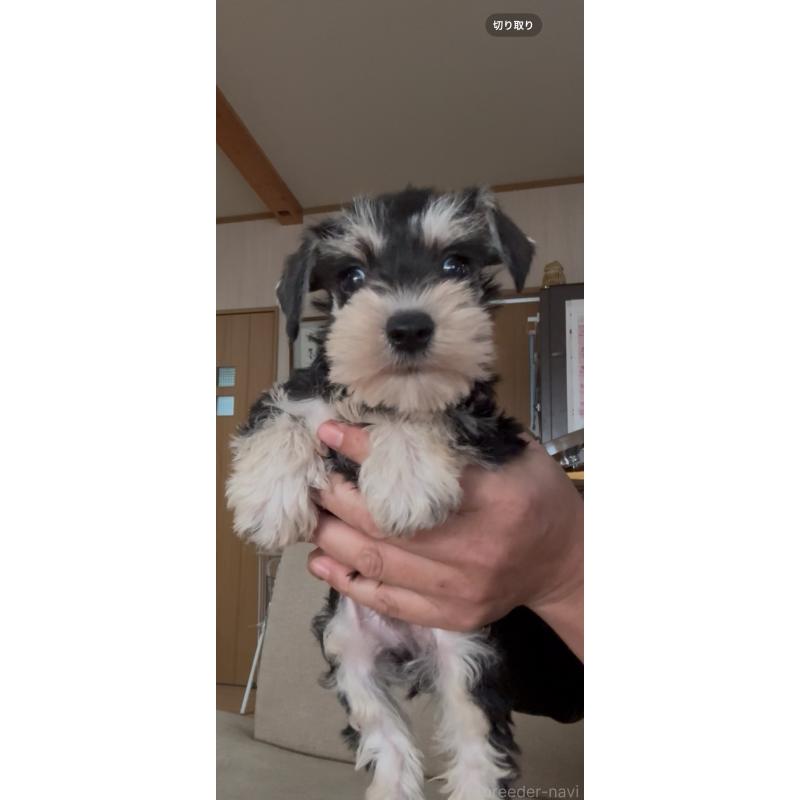 販売中の佐賀県のミニチュアシュナウザー-428766の8枚目