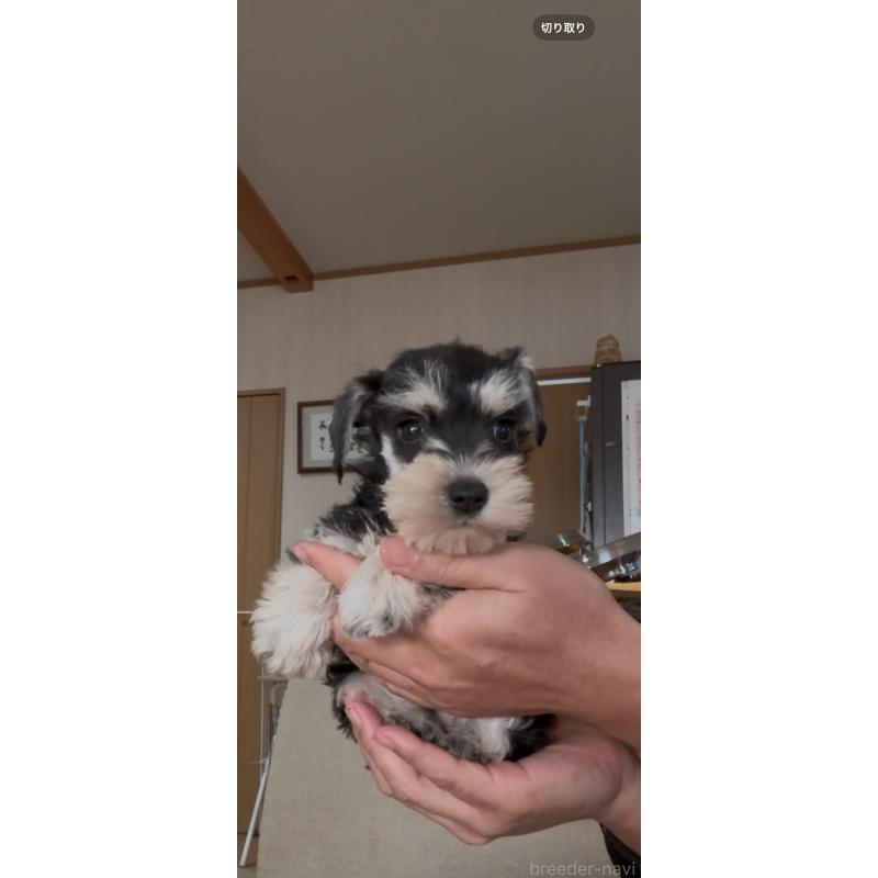 販売中の佐賀県のミニチュアシュナウザー-428766の7枚目