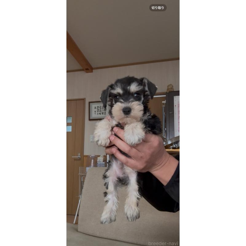 販売中の佐賀県のミニチュアシュナウザー-428766の6枚目