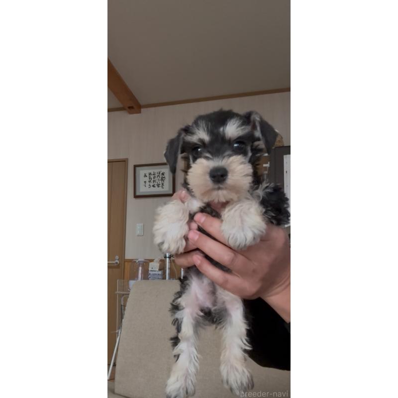 販売中の佐賀県のミニチュアシュナウザー-428766の5枚目