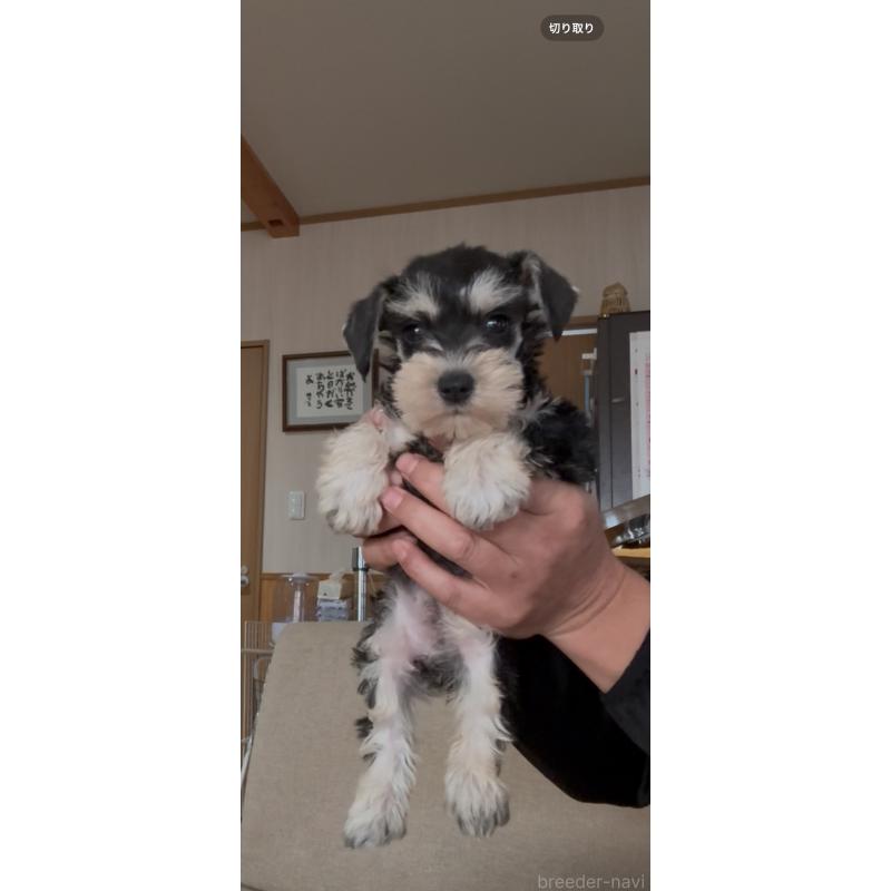 販売中の佐賀県のミニチュアシュナウザー-428766の4枚目
