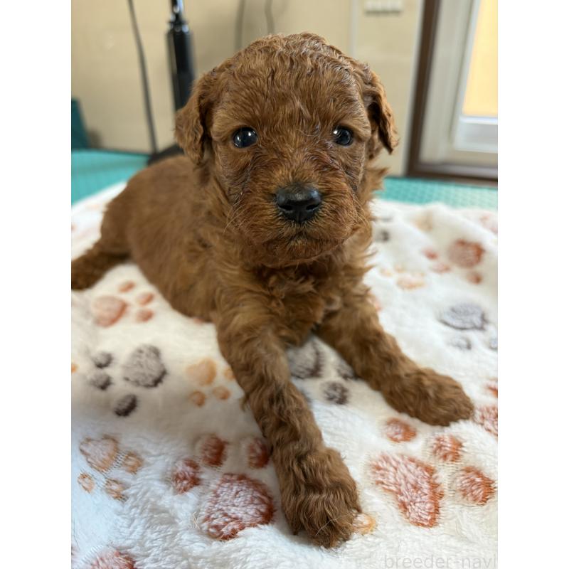 販売中の北海道のトイプードル-428764の5枚目