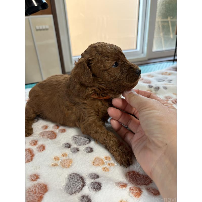 販売中の北海道のトイプードル-428764の4枚目