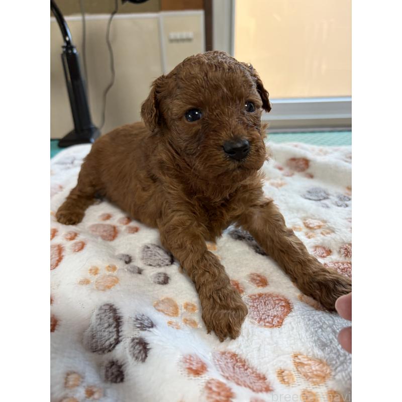 販売中の北海道のトイプードル-428764の3枚目