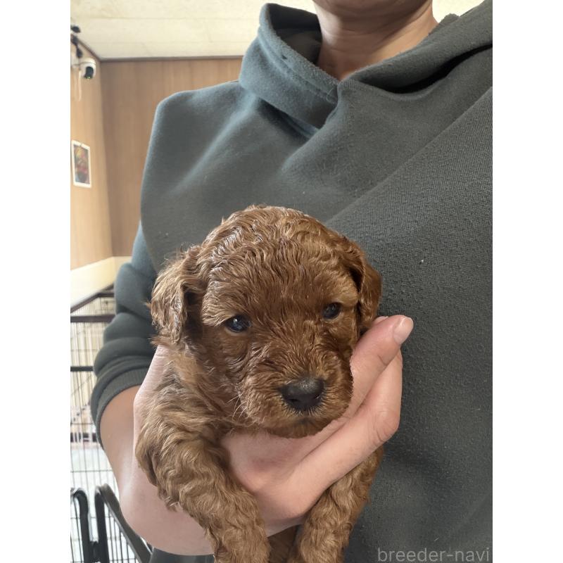 販売中の北海道のトイプードル-428764の2枚目