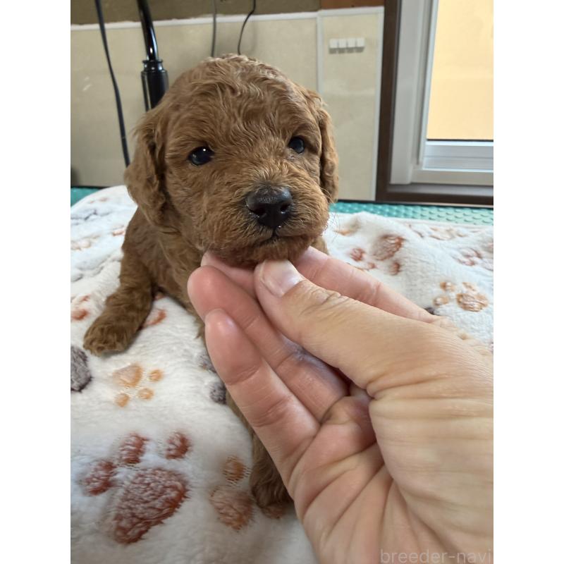 販売中の北海道のトイプードル-428765の1枚目