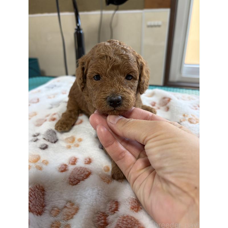 販売中の北海道のトイプードル-428765の5枚目