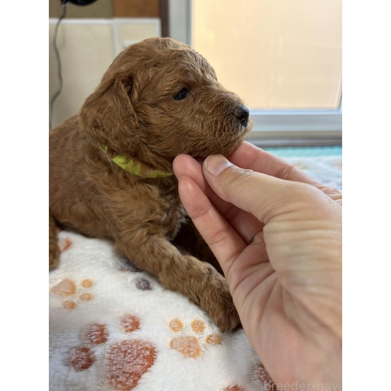 販売中の北海道のトイプードル-428765の4枚目