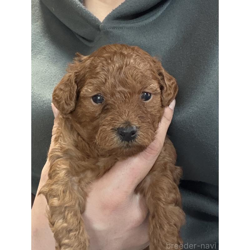 販売中の北海道のトイプードル-428765の3枚目