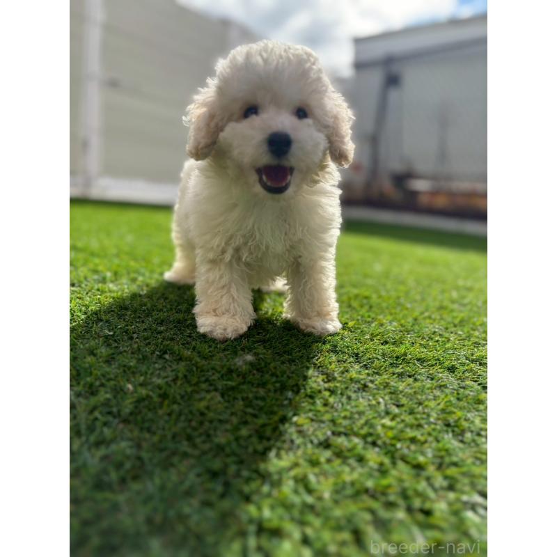 成約済の長野県のトイプードル-418626の10枚目