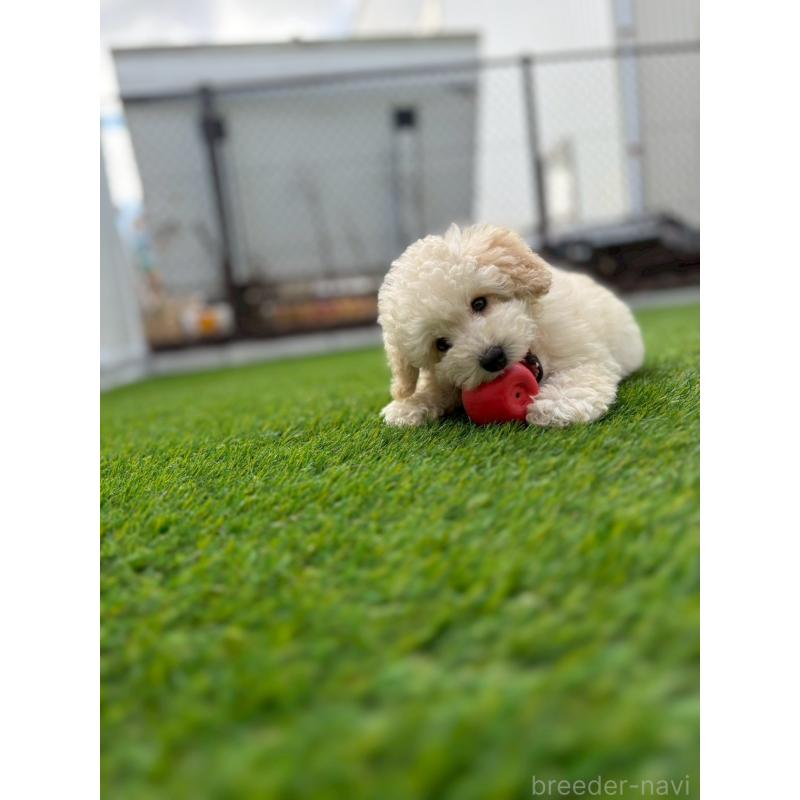 成約済の長野県のトイプードル-418626の9枚目