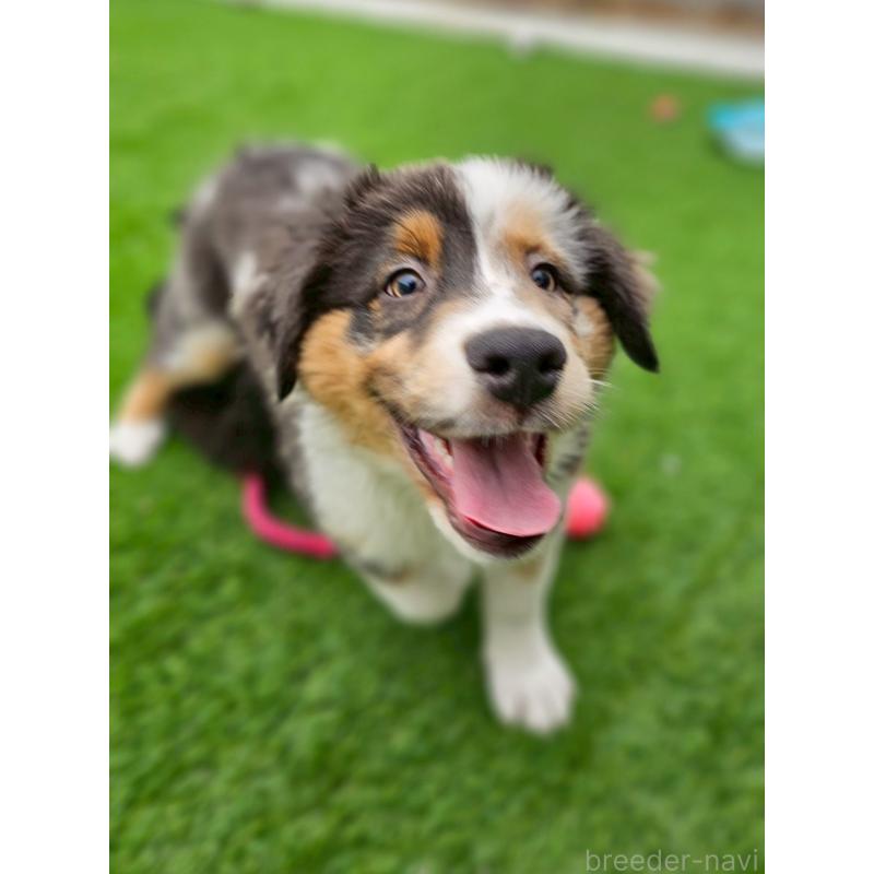 商談中の長野県のオーストラリアンシェパード-413857の9枚目