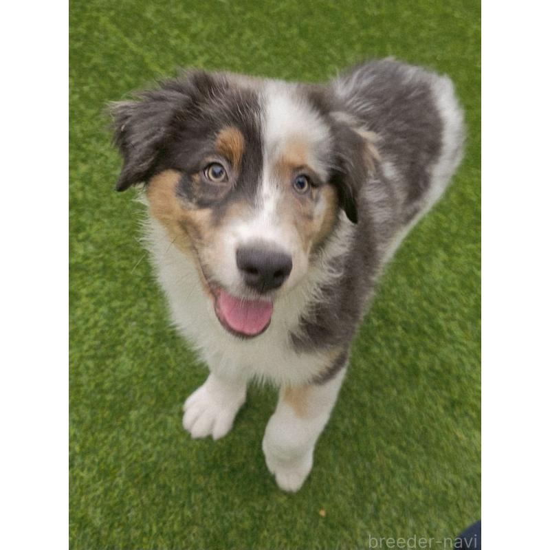 商談中の長野県のオーストラリアンシェパード-413857の8枚目