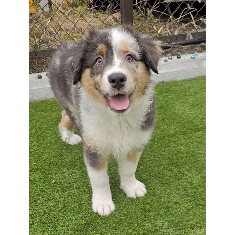 販売中の長野県のオーストラリアンシェパード-413857