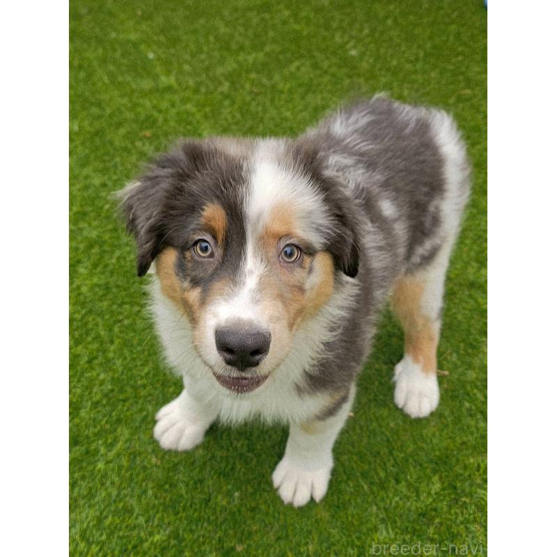 商談中の長野県のオーストラリアンシェパード-413857の6枚目