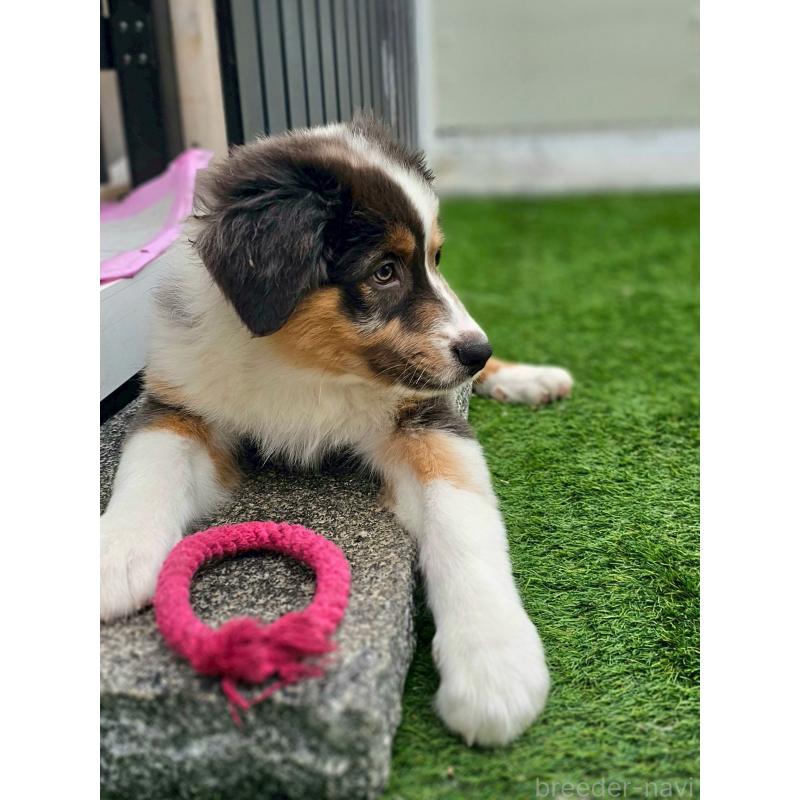 商談中の長野県のオーストラリアンシェパード-413857の5枚目