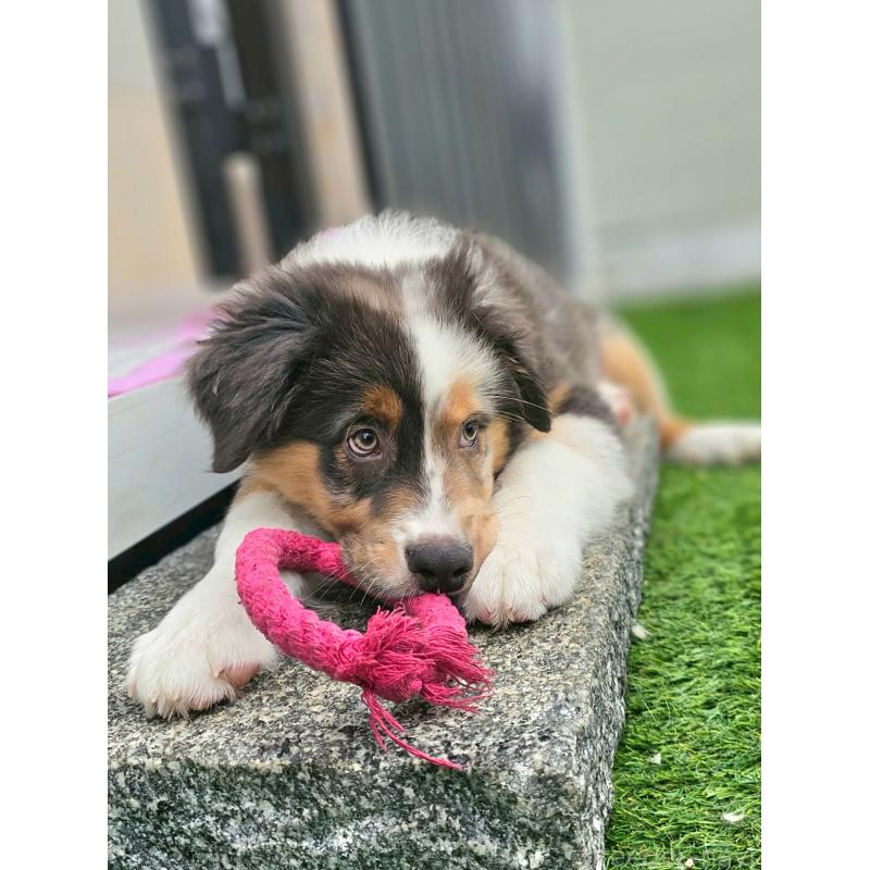 商談中の長野県のオーストラリアンシェパード-413857の4枚目