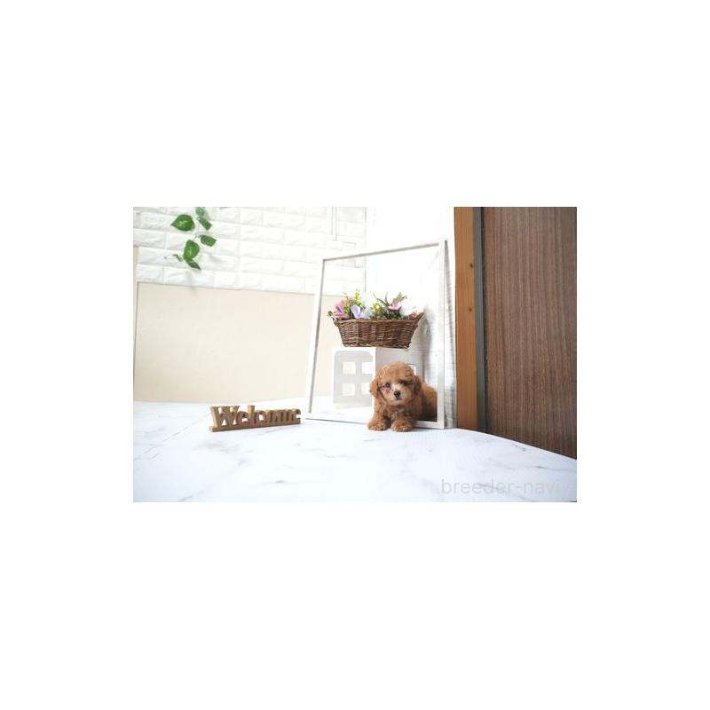 販売中の滋賀県のトイプードル-428767の5枚目