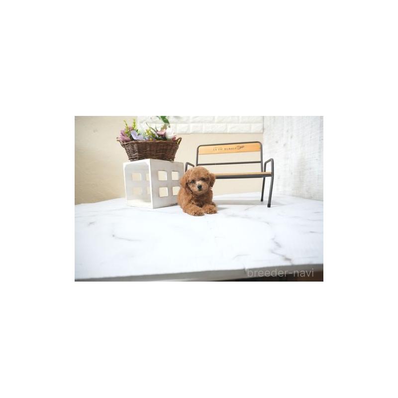 販売中の滋賀県のトイプードル-428767の4枚目