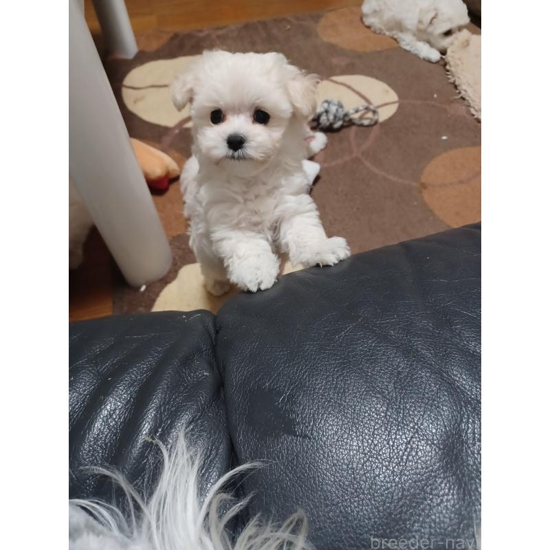 販売中の福岡県のマルプー:マルチーズ×トイプードル-424957の6枚目