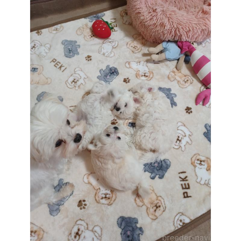 販売中の福岡県のマルプー:マルチーズ×トイプードル-424957の5枚目