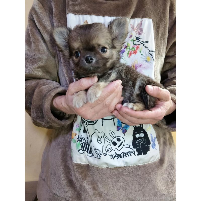販売中の愛知県のチワワ(ロングコート)-428768の3枚目