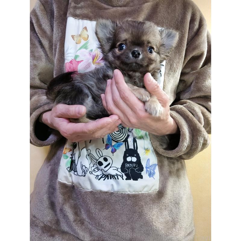 販売中の愛知県のチワワ(ロングコート)-428768の2枚目