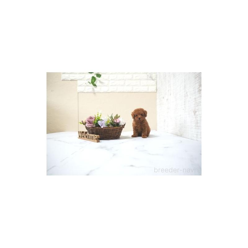 販売中の滋賀県のタイニープードル-428770の5枚目