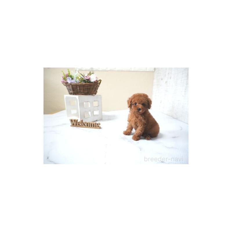 販売中の滋賀県のタイニープードル-428770の2枚目
