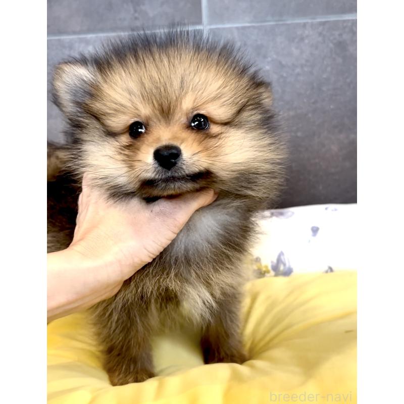 販売中の奈良県のポメラニアン-428772の18枚目