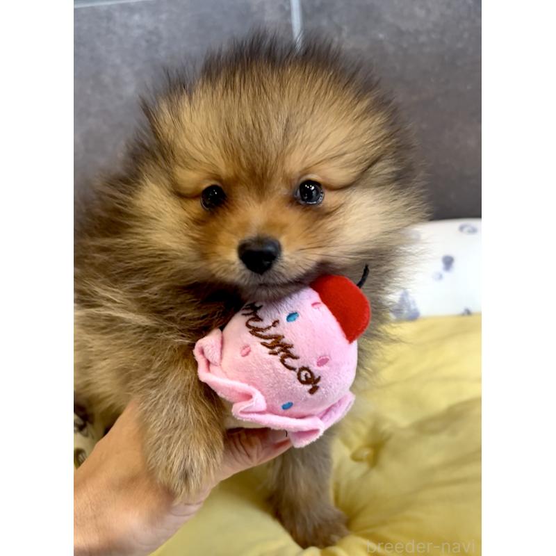 販売中の奈良県のポメラニアン-428772の15枚目