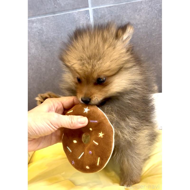 販売中の奈良県のポメラニアン-428772の14枚目