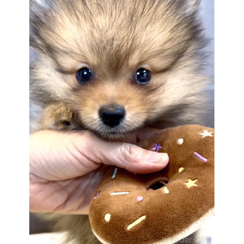 販売中の奈良県のポメラニアン-428772の13枚目