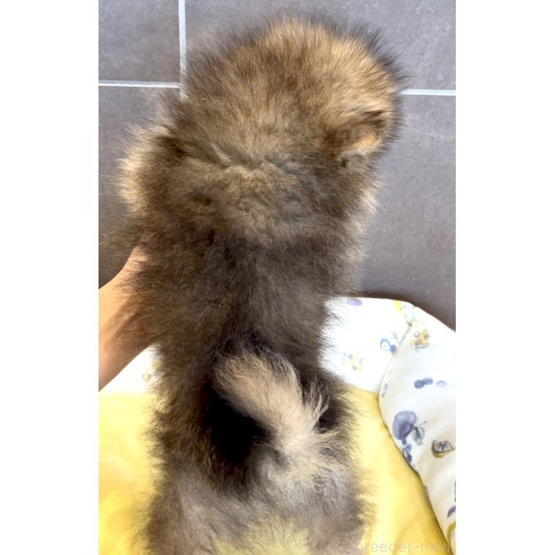 販売中の奈良県のポメラニアン-428772の12枚目