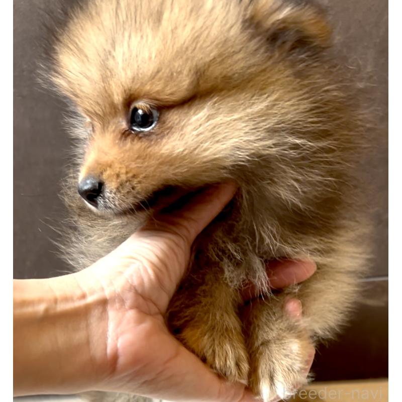 販売中の奈良県のポメラニアン-428772の10枚目