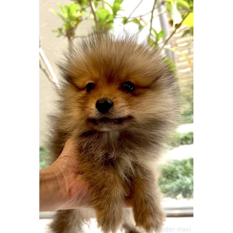 販売中の奈良県のポメラニアン-428772の8枚目