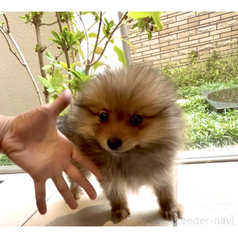 販売中の奈良県のポメラニアン-428772の7枚目