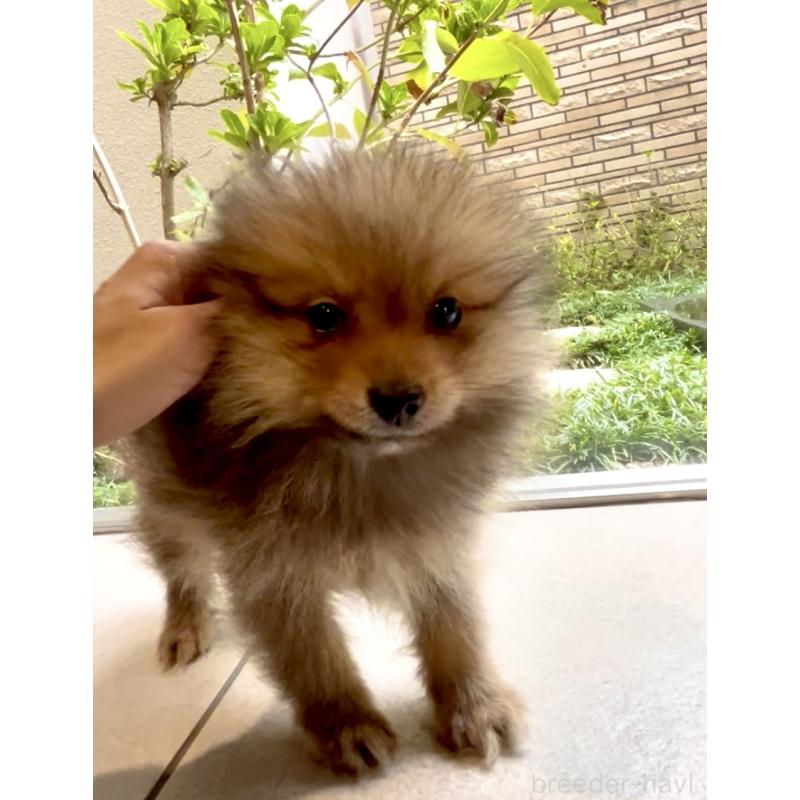 販売中の奈良県のポメラニアン-428772の6枚目