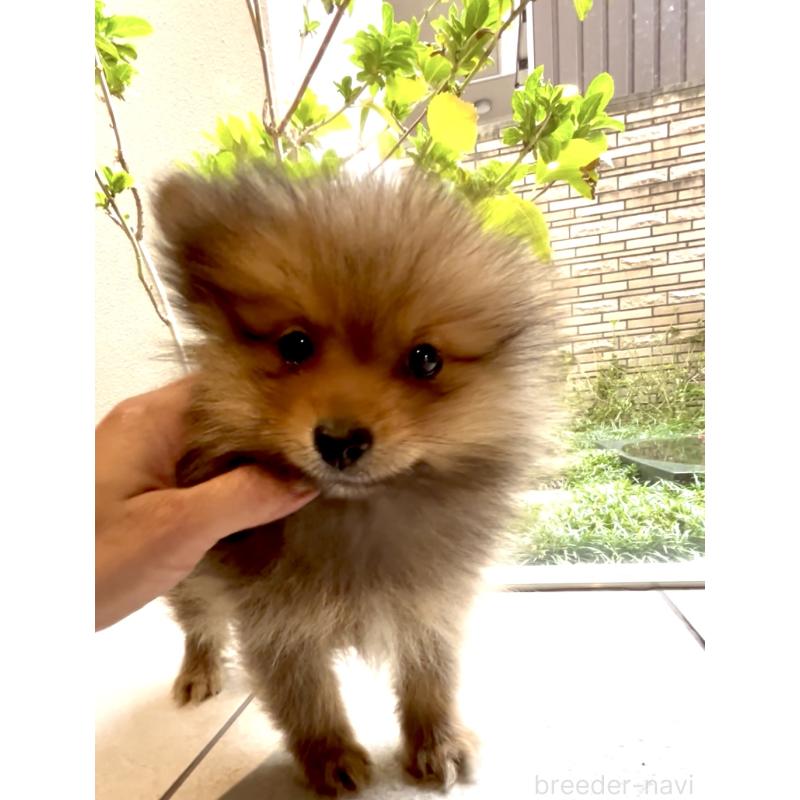 販売中の奈良県のポメラニアン-428772の5枚目