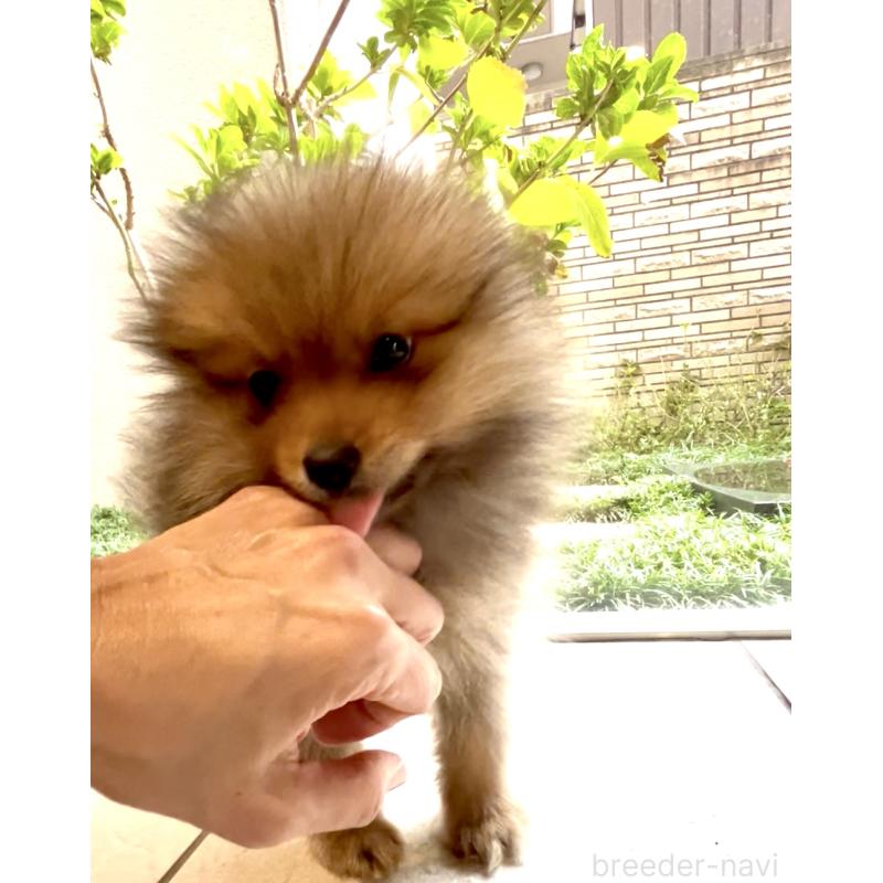 販売中の奈良県のポメラニアン-428772の4枚目