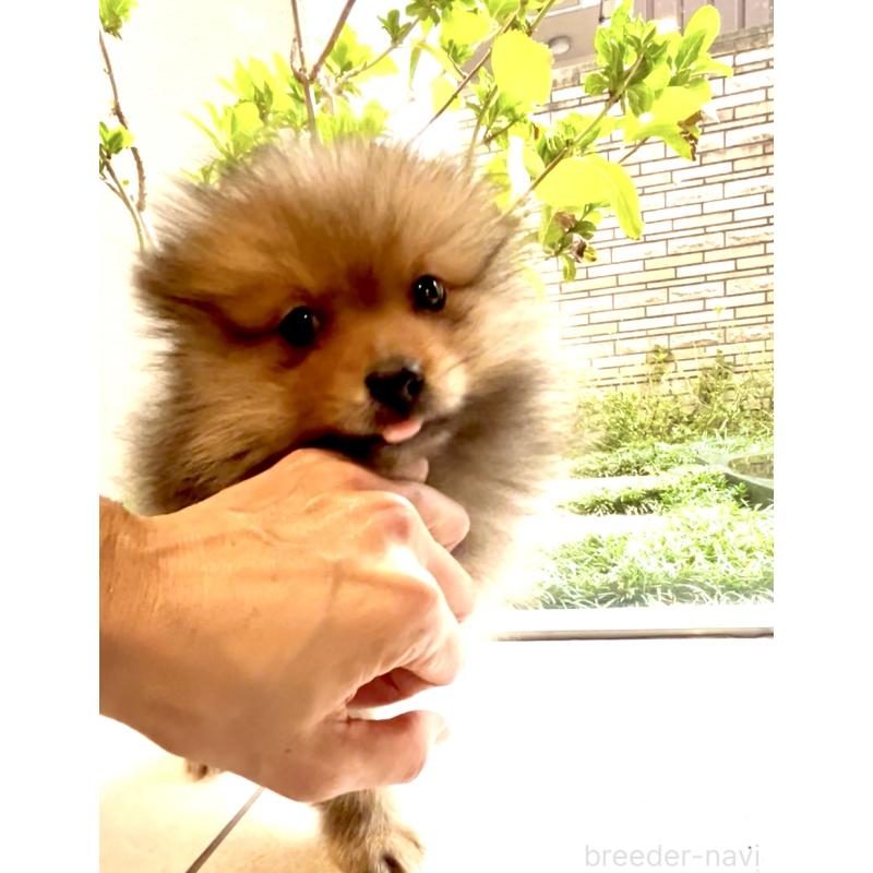 販売中の奈良県のポメラニアン-428772の3枚目